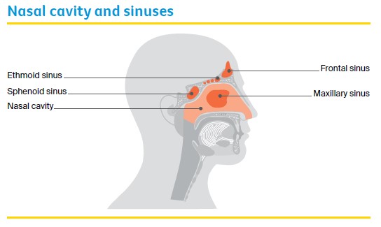 Nasal cavity and sinuses
